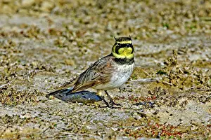 Lark: Horned Lark showing horns