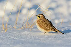 Horned: Horned lark in snow, Marion County, Illinois