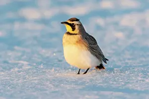 Horned: Horned lark in snow, Marion County, Illinois