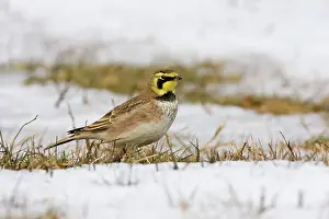 Larks: Horned Lark - in winter