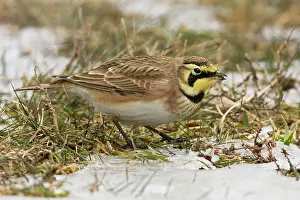 Larks: Horned Lark - in winter