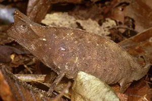 Armored: Horned Leaf Chameleon