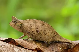 Reptilien: Horned Leaf Chameleon