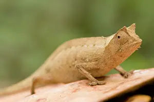 Afrika: Horned Leaf Chameleon