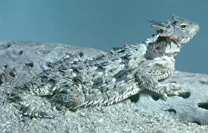 Phrynosoma: Horned Lizard