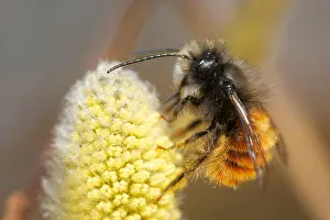 Pollinate: Horned mason bee
