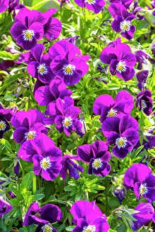 Cornuta: Horned Pansy (Viola cornuta) Halo Purple in bloom