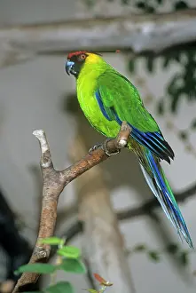 Cornutus: HORNED PARAKEET - PERCHED