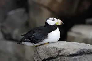 Corniculata: Horned Puffin