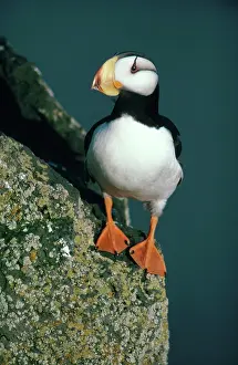 Webbed: Horned Puffin