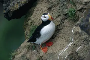 Webbed: Horned Puffin