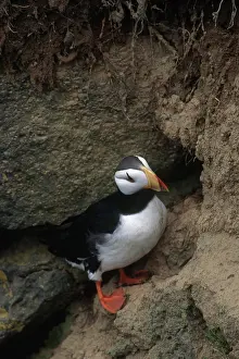 Corniculata: Horned Puffin