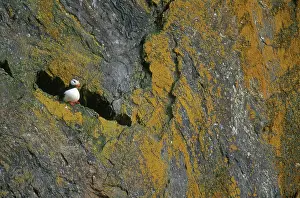 Corniculata: Horned Puffin