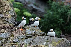 Gavriel: Horned Puffin, Alaska, USA