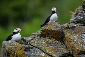 Gavriel: Horned Puffin, Alaska, USA