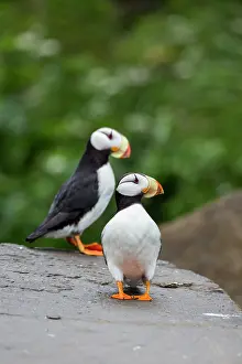 Gavriel: Horned Puffin, Alaska, USA