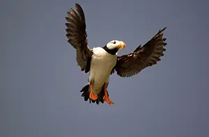 Corniculata: Horned Puffin - In flight