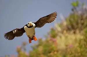 Corniculata: Horned Puffin - In flight
