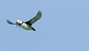Corniculata: Horned Puffin in Flight