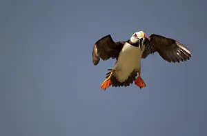 Sandeels: Horned Puffin - In flight with food in beak