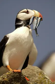Corniculata: Horned Puffin - With food in beak