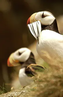 Sandeels: Horned Puffin - With food in beak