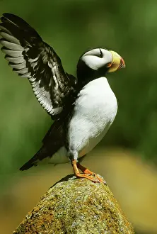 Corniculata: Horned Puffin (Fratercula corniculata)