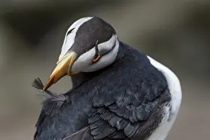Corniculata: Horned puffin (Fratercula corniculata) preening