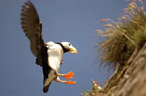 Corniculata: Horned Puffin - Landing
