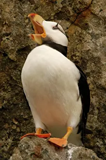 Corniculata: Horned Puffin - With open beak
