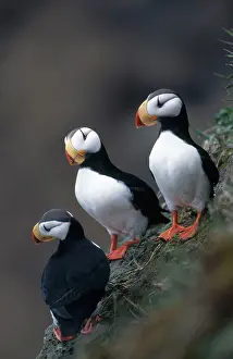 Webbed: Horned Puffins