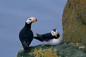 Corniculata: Horned Puffins
