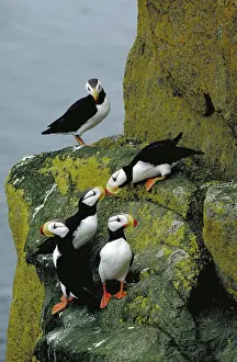 Corniculata: Horned puffins on cliff