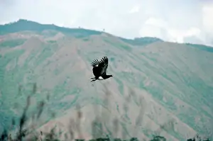 Screamer: Horned Screamer - in flight