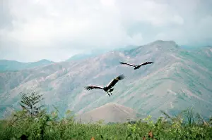 Screamer: Horned Screamer - pair in flight