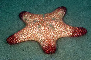 Secret: Horned Sea Star (Oreasteridae) laying on the ground