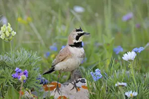Alpestris: Horned / Shore Lark