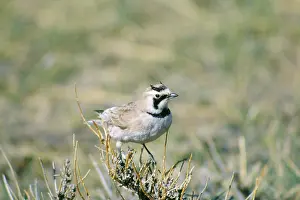Tom Willock: HORNED / SHORE LARK
