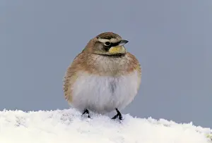 Alpestris: Horned / Shore Lark