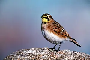 Larks: Horned / Shore Lark