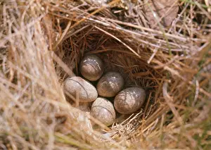 Alpestris: Horned / Shore Lark - eggs in nest