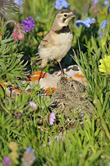 Alpestris: Horned / Shore Lark - female at nest