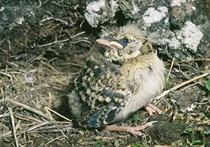 Alpestris: Horned / Shore Lark - fledgling juvenile