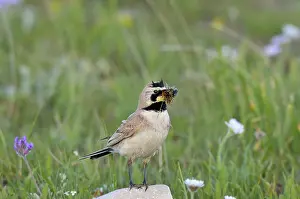 Alpestris: Horned / Shore Lark - with food in mouth