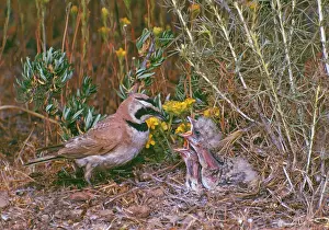 Alpestris: Horned / Shore Lark - male feeding young