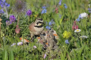 Alpestris: Horned / Shore Lark - male feeding young at nest