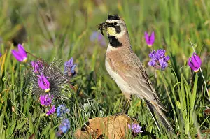 Alpestris: Horned / Shore Lark - male with food in mouth