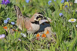 Alpestris: Horned / Shore Lark - male with food in mouth feeding