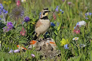 Alpestris: Horned / Shore Lark - male with young at nest
