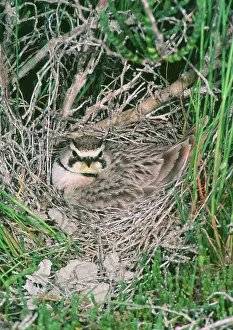 Alpestris: Horned / Shore Lark - at nest